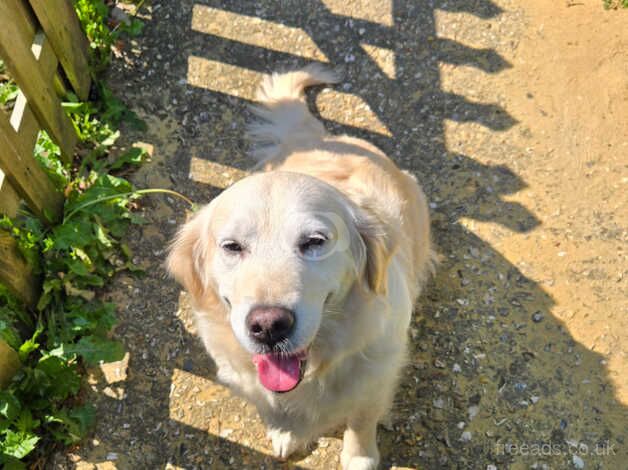 Female golden retriever for sale in Weymouth, Dorset - Image 1