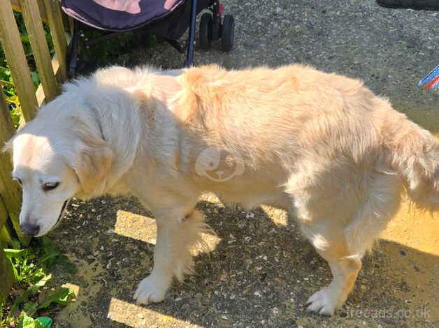 Female golden retriever for sale in Weymouth, Dorset - Image 2