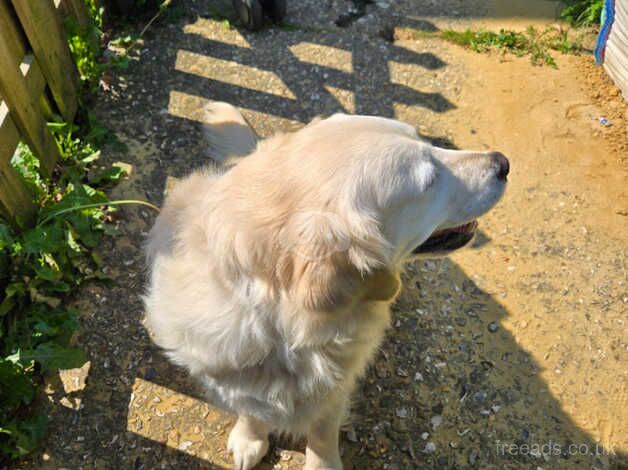 Female golden retriever for sale in Weymouth, Dorset - Image 3