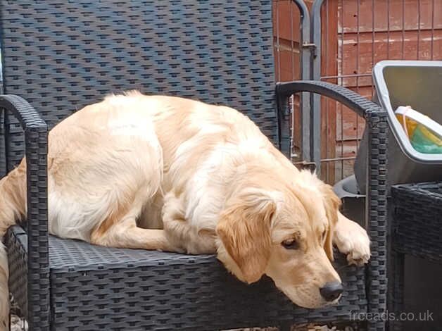 Female golden retriever for sale in Waterlooville, Hampshire - Image 1