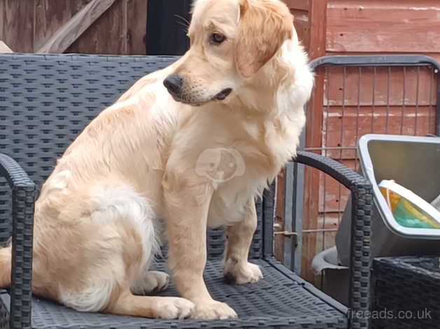 Female golden retriever for sale in Waterlooville, Hampshire - Image 2