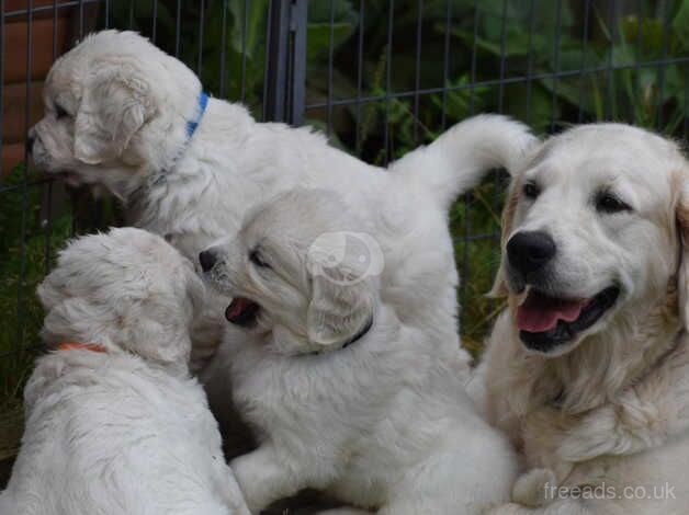 Fluffy and adorable cream Golden Retriever puppies for sale in Sheffield, South Yorkshire