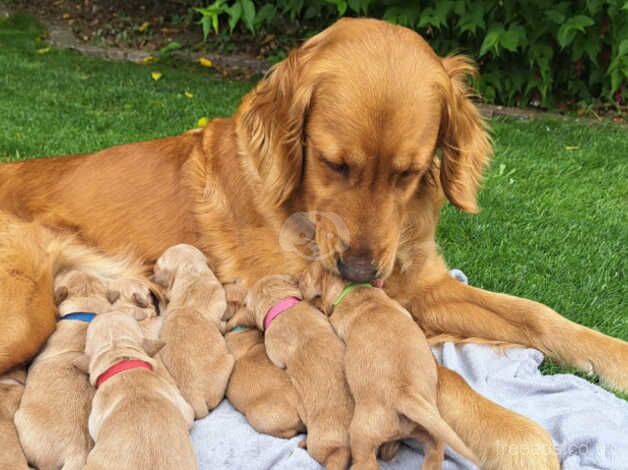 Fox Red golden puppies for sale in Luton, Devon - Image 1