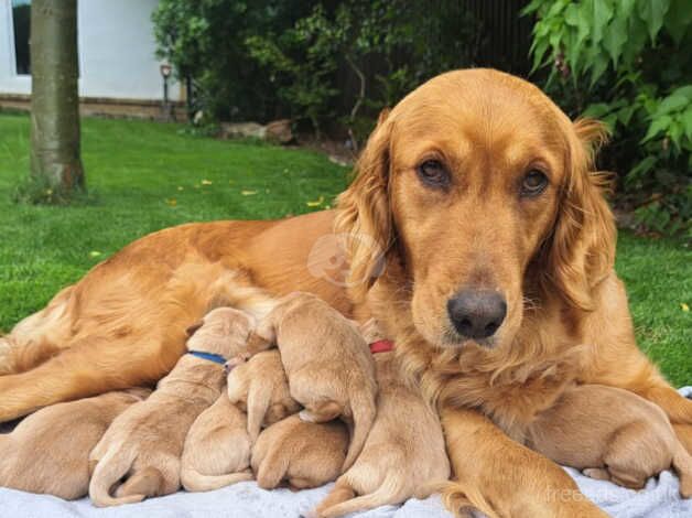 Fox Red golden puppies for sale in Luton, Devon - Image 2