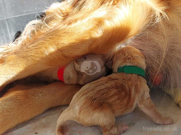 Fox Red golden puppies for sale in Luton, Devon - Image 3