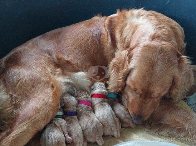 Fox Red golden puppies for sale in Luton, Devon - Image 4