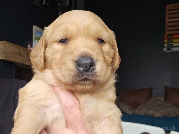 Fox red Golden Retriever pups for sale in Nottinghamshire - Image 1