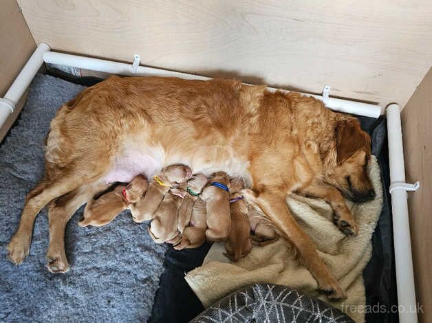 Fox red Golden Retriever pups for sale in Nottinghamshire - Image 2