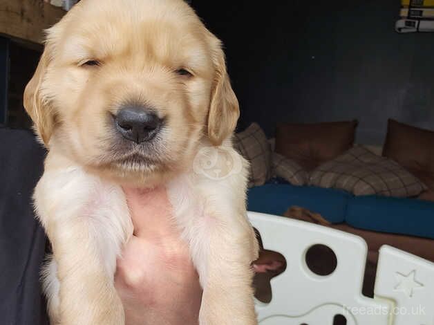 Fox red Golden Retriever pups for sale in Nottinghamshire - Image 3