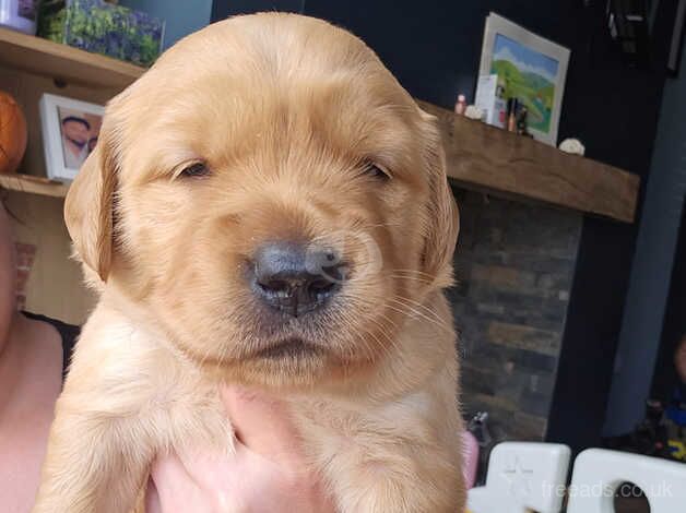 Fox red Golden Retriever pups for sale in Nottinghamshire - Image 4