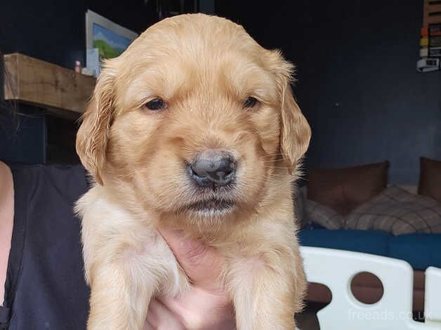 Fox red Golden Retriever pups for sale in Nottinghamshire - Image 5