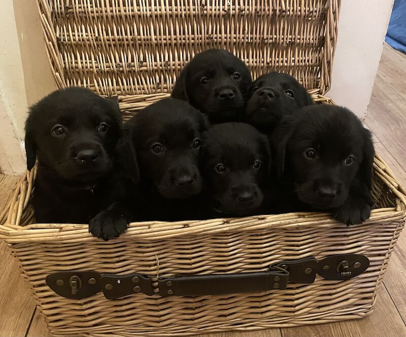 Fully health tested Goldador puppies for sale in March, Cambridgeshire - Image 6