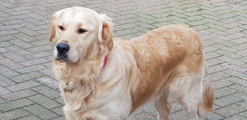 Fully health tested Goldador puppies for sale in March, Cambridgeshire - Image 4