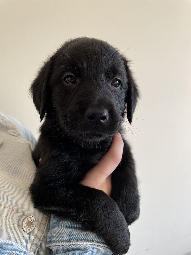 Fully health tested Goldador puppies for sale in March, Cambridgeshire - Image 7