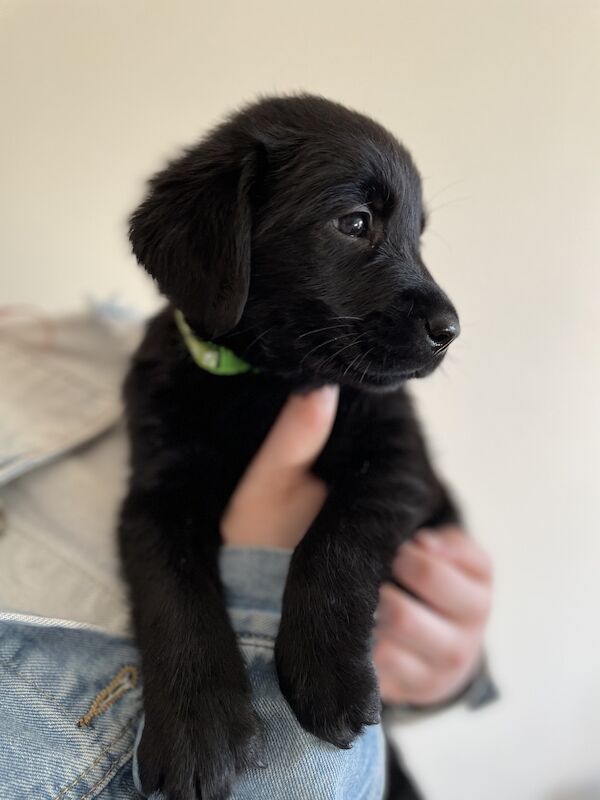 Fully health tested Goldador puppies for sale in March, Cambridgeshire - Image 5