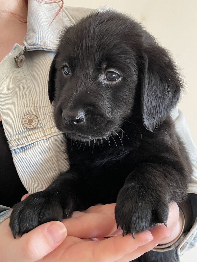 Fully health tested Goldador puppies for sale in March, Cambridgeshire - Image 8