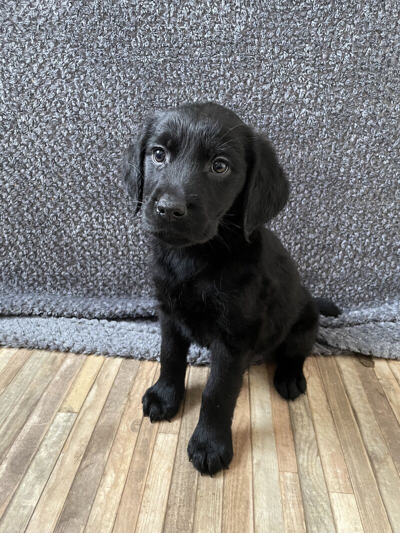 Fully health tested Goldador puppies for sale in March, Cambridgeshire - Image 10