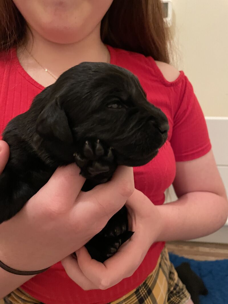 Fully health tested Goldador puppies for sale in March, Cambridgeshire - Image 11