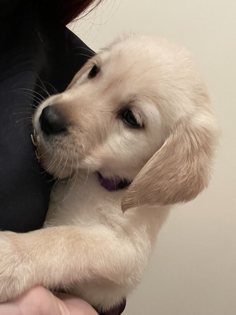 Fully health tested Goldador puppies for sale in March, Cambridgeshire - Image 12