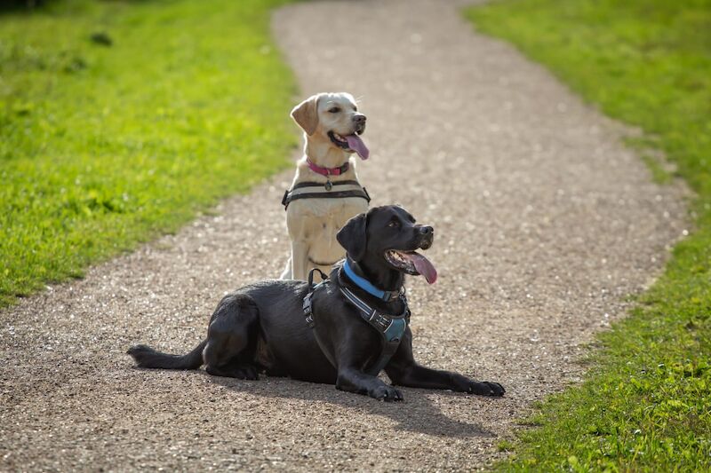 Fully health tested Goldador puppies for sale in March, Cambridgeshire - Image 14