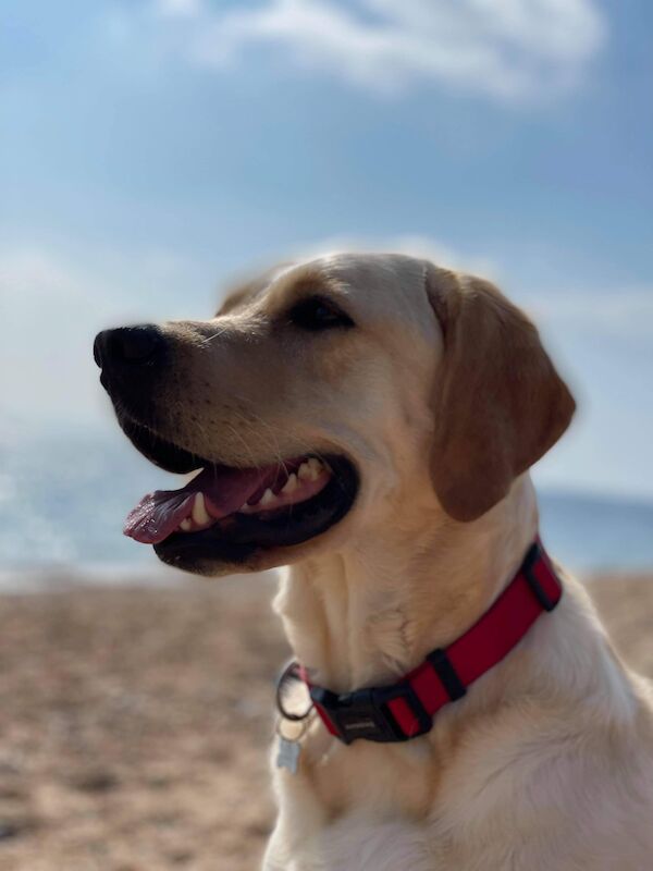 Fully health tested Goldador puppies for sale in March, Cambridgeshire - Image 15