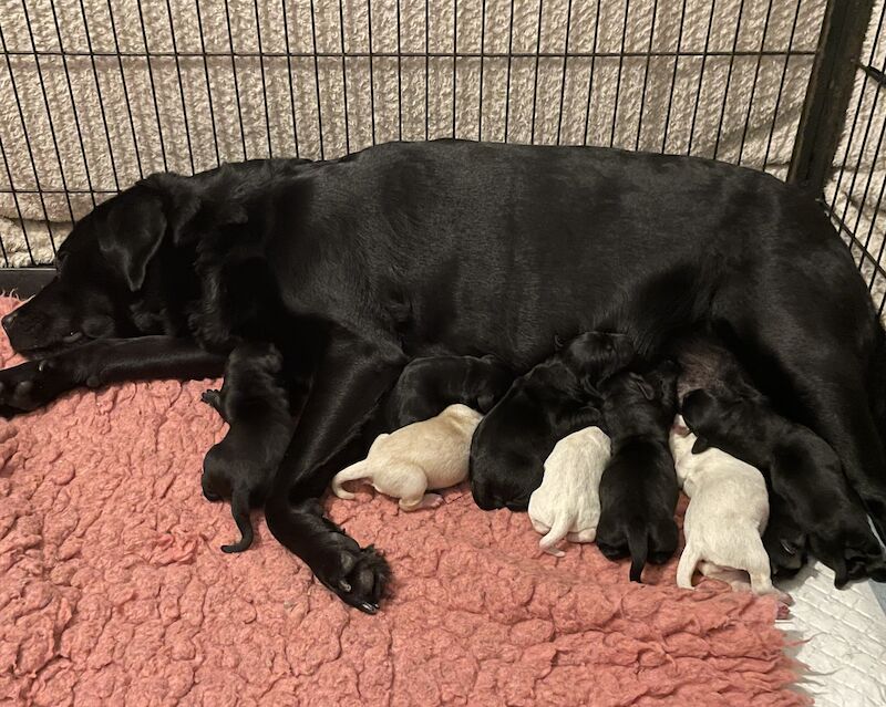 Fully health tested Goldador puppies for sale in March, Cambridgeshire - Image 1