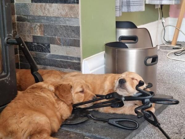 Fully Health Tested Gorgeous Golden retriever puppies for sale in Burnley, Lancashire