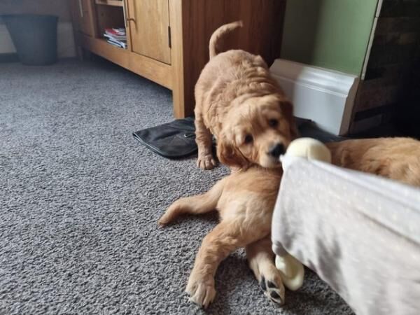 Fully Health Tested Gorgeous Golden retriever puppies for sale in Burnley, Lancashire - Image 3