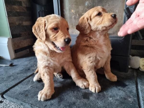 Fully Health Tested Gorgeous Golden retriever puppies for sale in Burnley, Lancashire - Image 4