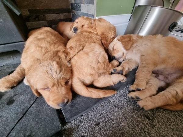 Fully Health Tested Gorgeous Golden retriever puppies for sale in Burnley, Lancashire - Image 5