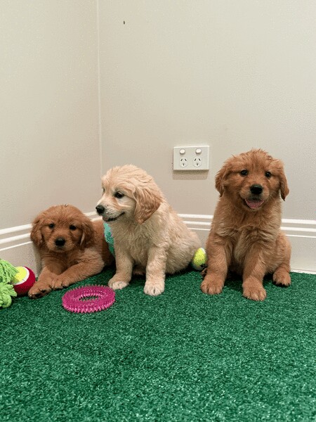 FULLY vet cheched Golden Retriever Puppies for sale in Nottingham, Nottinghamshire