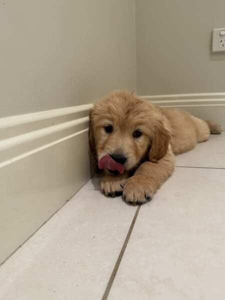 FULLY vet cheched Golden Retriever Puppies for sale in Nottingham, Nottinghamshire - Image 2