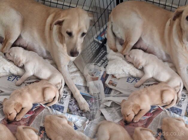 Goldador puppies ready for new homes! for sale in Yeovil, Somerset