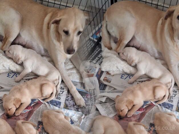 Goldador puppies ready for new homes! for sale in Yeovil, Somerset - Image 1