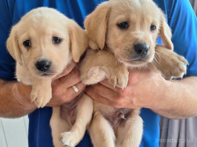 Goldador puppies ready for new homes! for sale in Yeovil, Somerset - Image 2