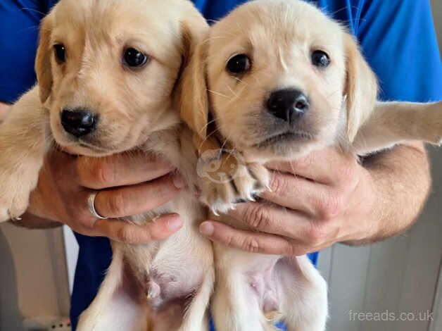 Goldador puppies ready for new homes! for sale in Yeovil, Somerset - Image 4