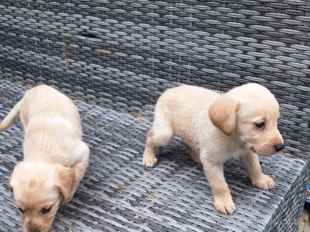 Goldador puppies ready for new homes! for sale in Yeovil, Somerset - Image 5