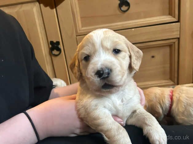 Golden Cocker Retrievers for sale in Shrewsbury, Shropshire