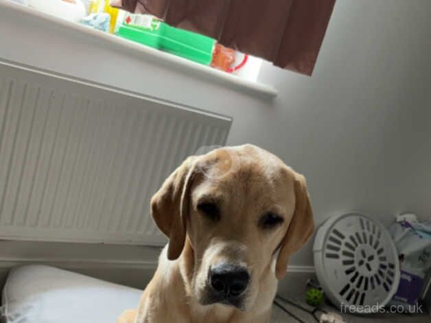 Golden lab for sale in Haywards Heath, West Sussex - Image 2