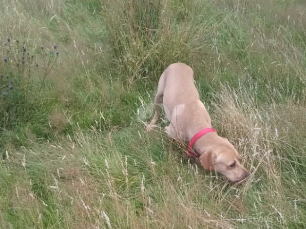 Golden Labrador for sale in Larbert, Falkirk - Image 2