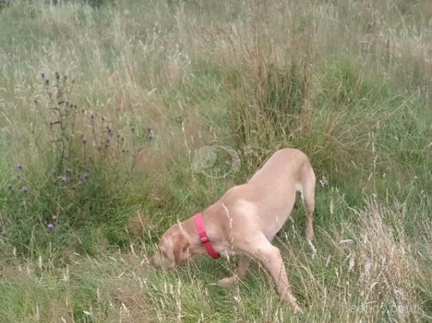 Golden Labrador for sale in Larbert, Falkirk - Image 5