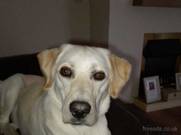 Golden Labrador for sale in Newtownabbey