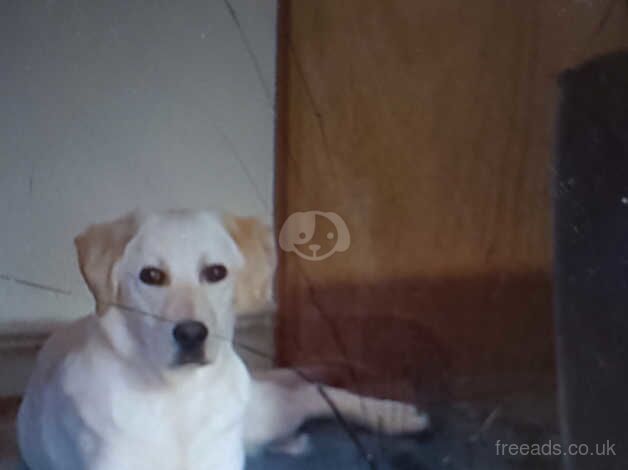 Golden Labrador for sale in Newtownabbey - Image 2