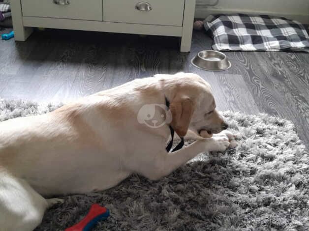 Golden Labrador for sale in Newtownabbey - Image 3