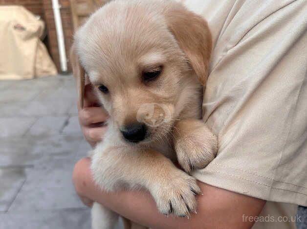 Golden Labrador/retriever for sale in Portadown, Craigavon