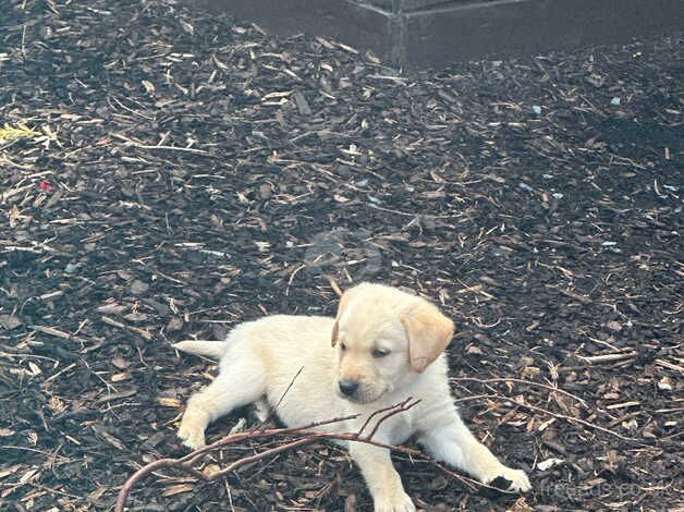 Golden Labrador/retriever for sale in Portadown, Craigavon - Image 2