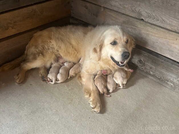 Golden Labrador/retriever for sale in Portadown, Craigavon - Image 5