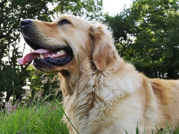 Golden puppies for sale in Clynderwen