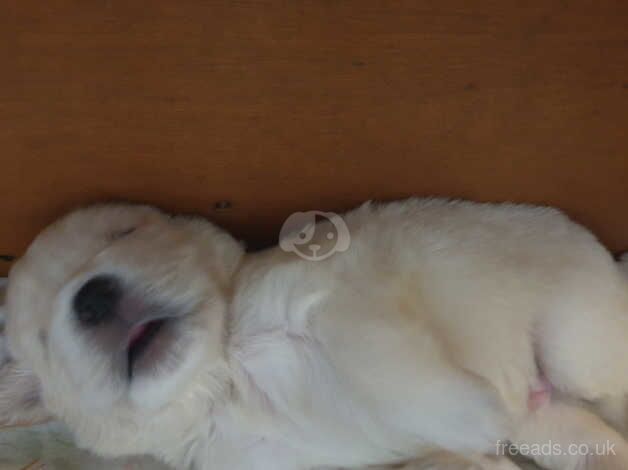 Golden puppies for sale in Margate, Kent