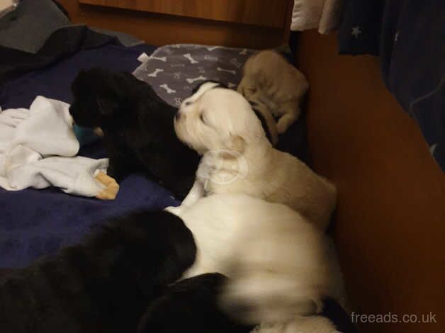 Golden Retrievers for sale in Margate, Kent